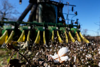A cotton picker moves through Chris Hopkins' cotton field, Friday, Dec. 6, 2024, near Lyons, Ga.