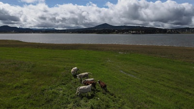 Cattle graze next to the Victoria reservoir in the State of Mexico, Oct. 10, 2023.