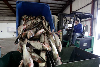 Asian carp are unloaded at Two Rivers Fisheries in Wickliffe, Ky., Feb. 11, 2020.