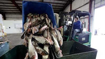 Asian carp are unloaded at Two Rivers Fisheries in Wickliffe, Ky., Feb. 11, 2020.