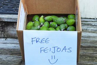 A box outside a house offering free feijoas is seen in Wellington, New Zealand, May 11, 2025.