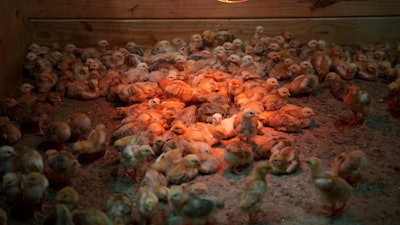 Hundreds of chicks mill around a stall at First State Animal Center and SPCA on Friday, May 16, 2025, in Camden, Del.