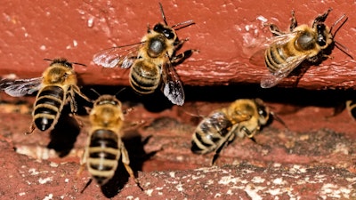 Honey bees are pictured in a beehive in Wehrheim near Frankfurt, Germany, on the 'world bee day' on Tuesday, May 20, 2025.