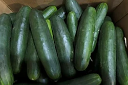 This undated photo provided by the U.S. Food and Drug Administration shows cucumbers recalled for salmonella.
