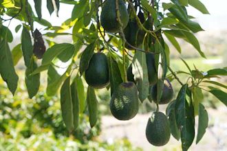 Avocados grow at Ridgecrest Avocados, Somis, Calif., May 15, 2025.