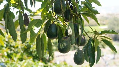 Avocados grow at Ridgecrest Avocados, Somis, Calif., May 15, 2025.