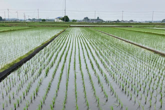A rice field in Mito, Japan, where farmers are being encouraged to grow more of the staple crop to make up for shortages on store shelves, on Wednesday, May 22, 2025.