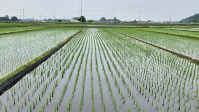 A rice field in Mito, Japan, where farmers are being encouraged to grow more of the staple crop to make up for shortages on store shelves, on Wednesday, May 22, 2025.