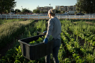 Kelly Saxer, lead farmer at Agritopia, harvests lettuce, April 22, 2025, Gilbert, Ariz.