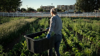 Kelly Saxer, lead farmer at Agritopia, harvests lettuce, April 22, 2025, Gilbert, Ariz.