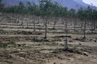 Ochards near Kingman, Ariz., April 18, 2022.