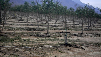 Ochards near Kingman, Ariz., April 18, 2022.