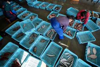 Local workers arrange the inshore fish during a morning auction at Hisanohama Port, Oct. 19, 2023, Iwaki, Japan.
