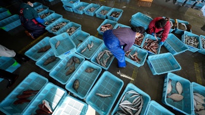 Local workers arrange the inshore fish during a morning auction at Hisanohama Port, Oct. 19, 2023, Iwaki, Japan.