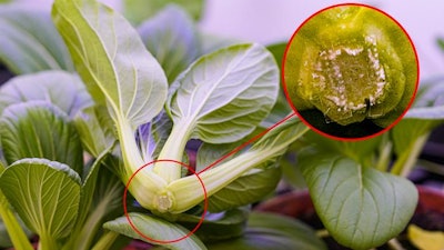 MIT and SMART researchers developed a way to extend the shelf life of vegetables by injecting them with melatonin using biodegradable microneedles.