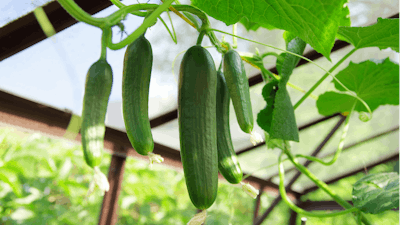 Cucumbers being grown in a greenhouse.