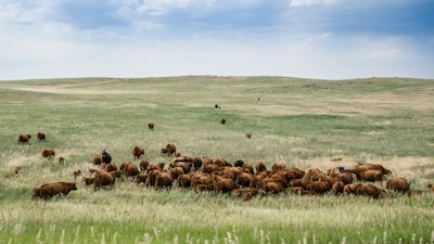 Cows graze in the grasslands of Colorado.