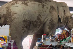 Plai Biang Lek, a male elephant, ransacks crackers at a shop in Nakhon Ratchasima province, Thailand, June 2, 2025.
