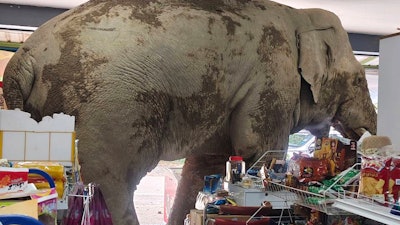 Plai Biang Lek, a male elephant, ransacks crackers at a shop in Nakhon Ratchasima province, Thailand, June 2, 2025.