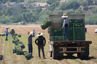 Farm workers gather produce on Thursday, June 12, 2025, in Moorpark, Calif.