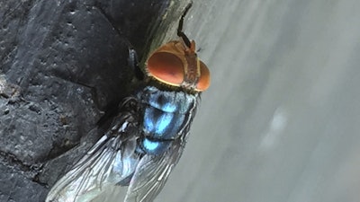 An adult New World screwworm fly at rest in an undated photo.