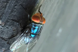 An adult New World screwworm fly at rest in an undated photo.