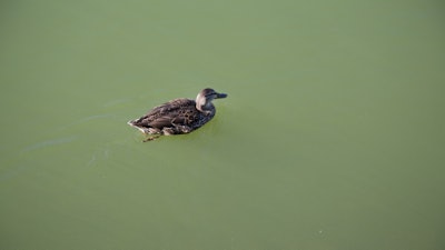 A duck swimming in Lake Erie in 2015.
