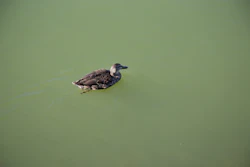 A duck swimming in Lake Erie in 2015.