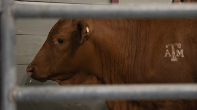 Cattle shown at a roundtable discussion on the New World Screwworm at the Texas A&M Beef Center, College Station, Texas, April 29, 2025.