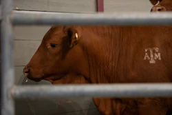 Cattle shown at a roundtable discussion on the New World Screwworm at the Texas A&M Beef Center, College Station, Texas, April 29, 2025.