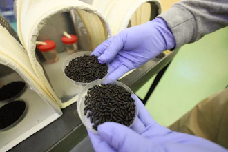 In this Jan. 2024 photo provided by The Panama-United States Commission for the Eradication and Prevention of Cattle Screwworms (COPEG), a worker holds two small containers of New World Screwworm fly pupae at a facility that breeds sterile flies in Pacora, Panama.