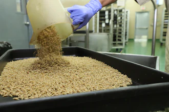 In this Jan. 2024 photo provided by The Panama-United States Commission for the Eradication and Prevention of Cattle Screwworms (COPEG), a worker drops New World screwworm fly larvae into a tray at a facility that breeds sterile flies in Pacora, Panama.