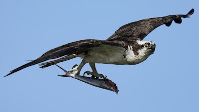 An osprey flies with a half-eaten fish in its talons above the Lynnhaven River, June 30, 2025, in Virginia Beach, Va.