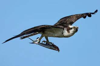 An osprey flies with a half-eaten fish in its talons above the Lynnhaven River, June 30, 2025, in Virginia Beach, Va.