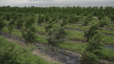 Christmas trees bend toward the ground as a result of recent flooding, July 9, 2025, Georgetown, Texas.