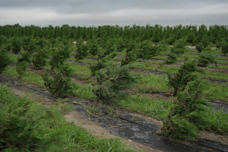 Christmas trees bend toward the ground as a result of recent flooding, July 9, 2025, Georgetown, Texas.