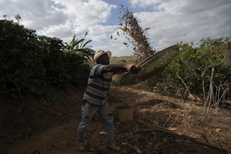 Coffee producer Jose Natal da Silva sifts coffee beans on his farm in Porciuncula, Rio de Janeiro state, Brazil, Thursday, July 17, 2025.