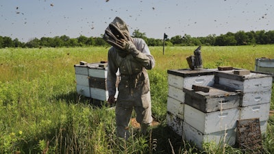 Isaac Barnes works with his honeybee hives, June 24, 2025, Williamsport, Ohio.