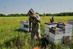 Isaac Barnes works with his honeybee hives, June 24, 2025, Williamsport, Ohio.