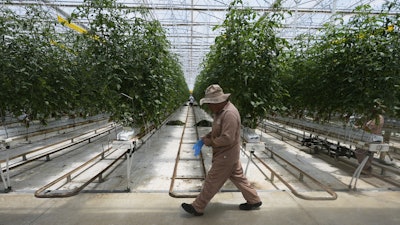 A worker walks along tomato plants at a greenhouse of the Veggie Prime tomato farm, which exports to the United States, in Ajuchitlan, Mexico, Wednesday, July 23, 2025.