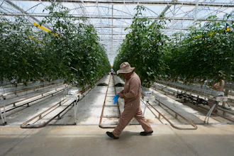 A worker walks along tomato plants at a greenhouse of the Veggie Prime tomato farm, which exports to the United States, in Ajuchitlan, Mexico, Wednesday, July 23, 2025.