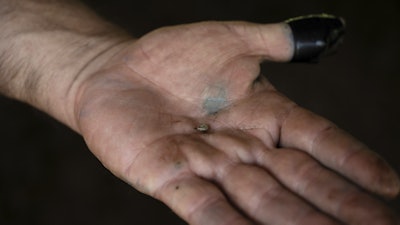 Alfredo Chavez, a cattle rancher and livestock technician, shows New World screwworm larvae removed from a cow at his ranch in Cintalapa, Chiapas, Mexico, Wednesday, July 23, 2025, amid infestation that led the U.S. to suspend cattle imports over fears it could reach the border.