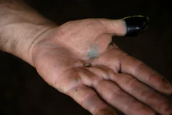 Alfredo Chavez, a cattle rancher and livestock technician, shows New World screwworm larvae removed from a cow at his ranch in Cintalapa, Chiapas, Mexico, Wednesday, July 23, 2025, amid infestation that led the U.S. to suspend cattle imports over fears it could reach the border.