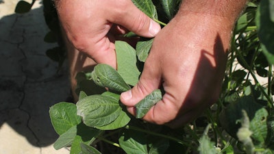 A farmer shows soybean plants damaged by dicamba in Marvell, Ark., July 11, 2017.