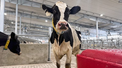 A cow stands in an enclosure at Michigan State University's new Dairy Cattle Teaching and Research Center, July 28, 2025, East Lansing, Mich.