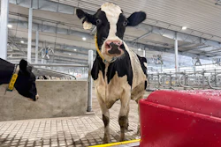 A cow stands in an enclosure at Michigan State University's new Dairy Cattle Teaching and Research Center, July 28, 2025, East Lansing, Mich.
