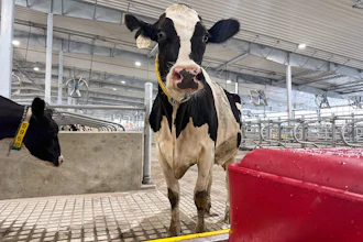 A cow stands in an enclosure at Michigan State University's new Dairy Cattle Teaching and Research Center, July 28, 2025, East Lansing, Mich.