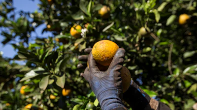 Orange production on a farm in Paraná, Brazil.