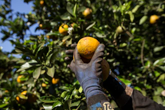 Orange production on a farm in Paraná, Brazil.