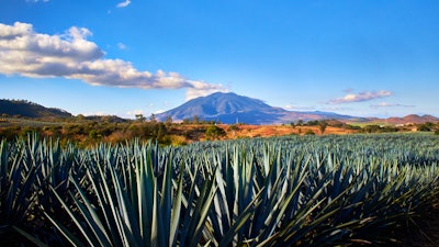 An agave field in Tepic Nayarit, Mexico.